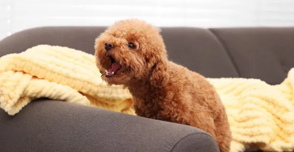 Existe multa por latido de cachorro em condomínios? Saiba o que diz a lei