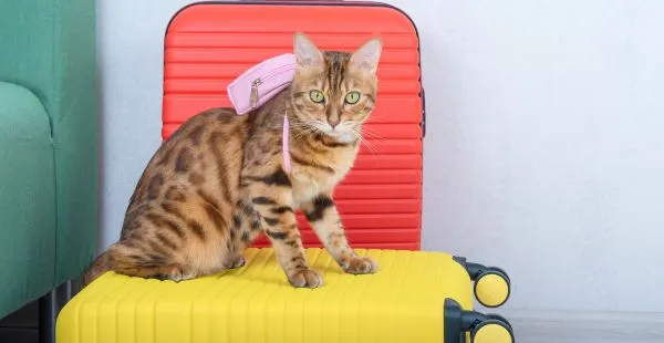 Vai viajar nas férias? Veja como incluir o seu pet com segurança e tranquilidade