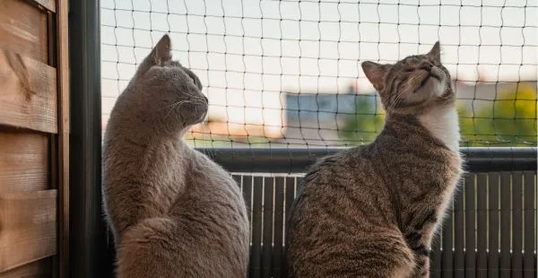 Como tornar o dia a dia mais seguro para pets em condomínios