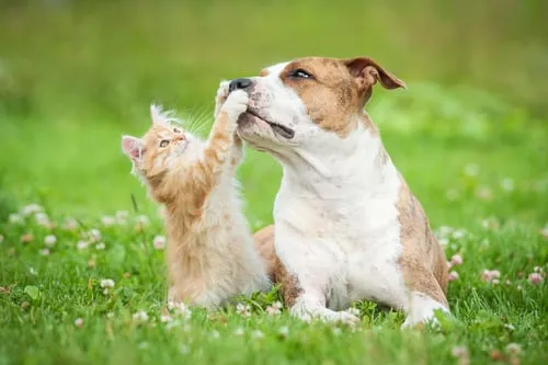 Direitos e Deveres dos Tutores de Pets em Condomínios